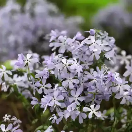 Foto von Wald-Phlox  'Clouds of Perfume' (Phlox divaricata 'Clouds of Perfume')