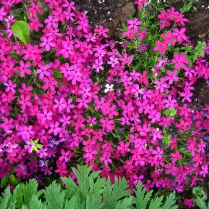 Foto von Teppich-Flammenblume 'Crackerjack' (Phlox douglasii 'Crackerjack')
