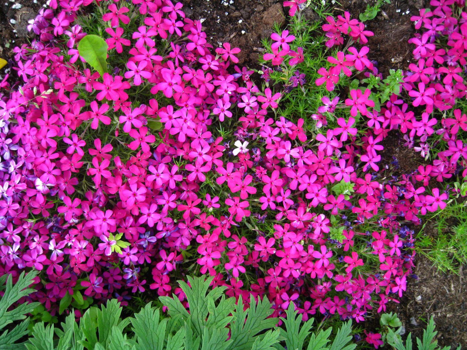 TeppichFlammenblume 'Crackerjack' / Phlox douglasii 'Crackerjack'