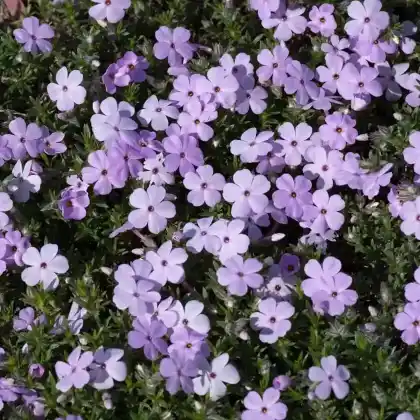 Foto von Teppich-Flammenblume 'Lilac Cloud' (Phlox douglasii 'Lilac Cloud')
