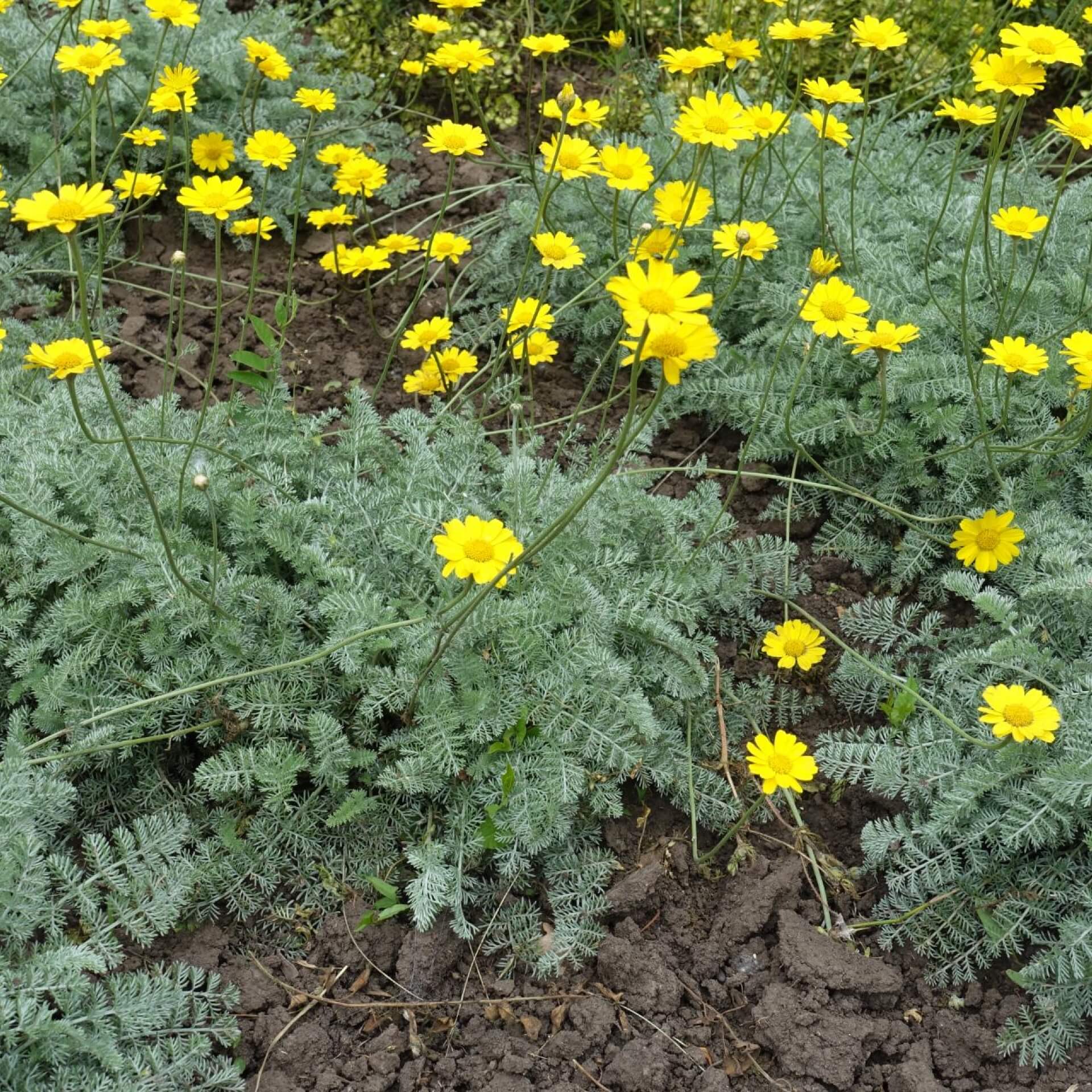 Färberkamille 'Kelwayi' (Anthemis tinctoria 'Kelwayi')