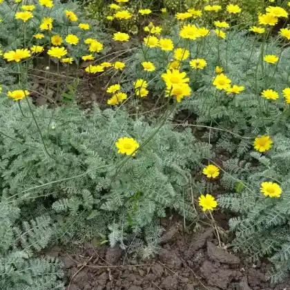 Foto von Färberkamille 'Kelwayi' (Anthemis tinctoria 'Kelwayi')