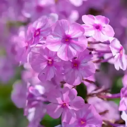 Foto von Wiesen-Phlox 'Alpha' (Phlox maculata 'Alpha')