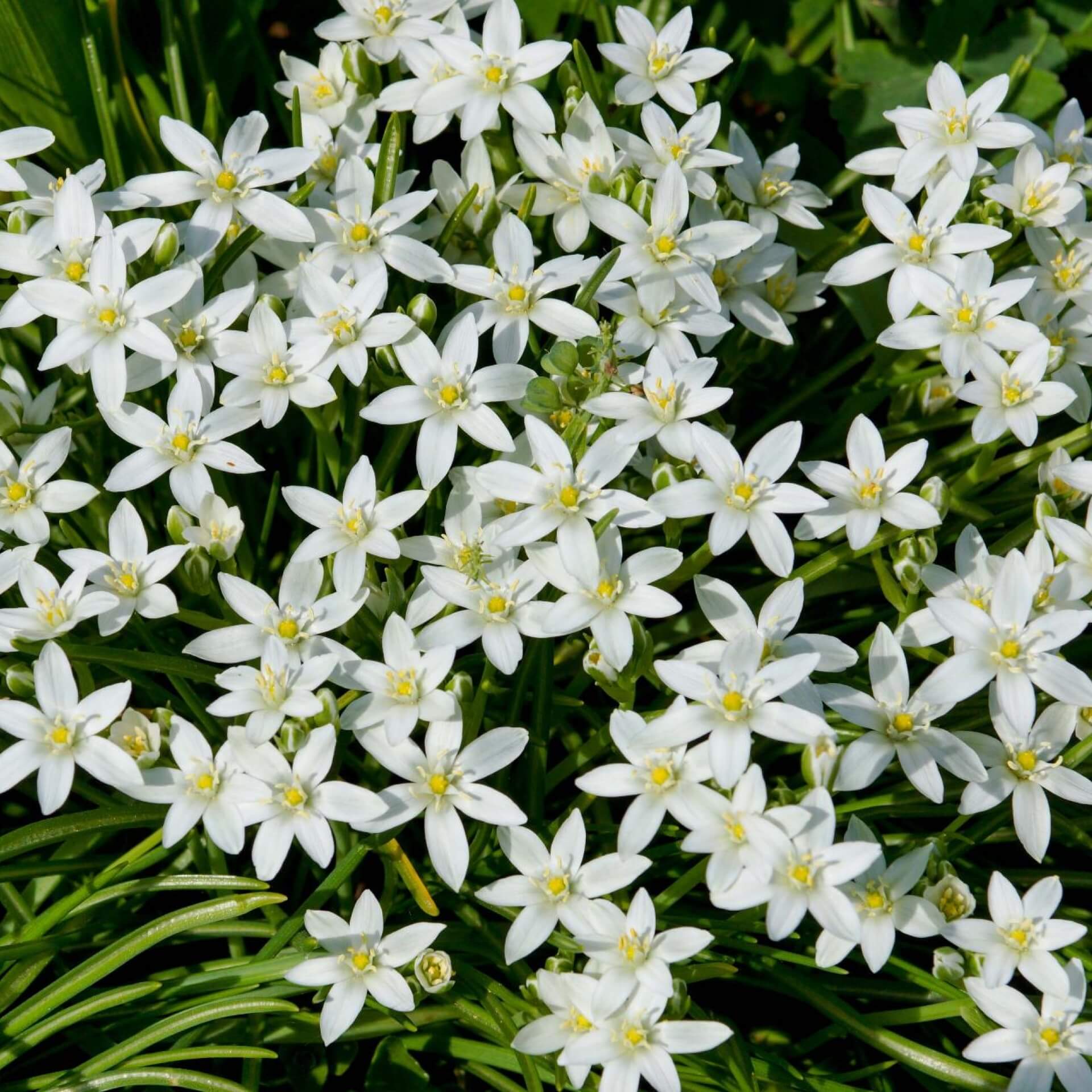 Traubige Graslilie (Anthericum liliago)