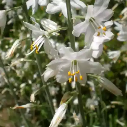 Foto von Traubige Graslilie (Anthericum liliago)