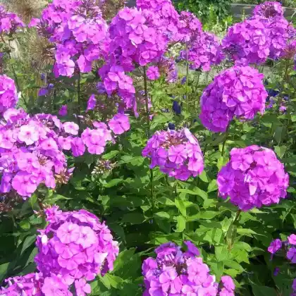 Foto von Hoher Stauden-Phlox (Phlox paniculata)