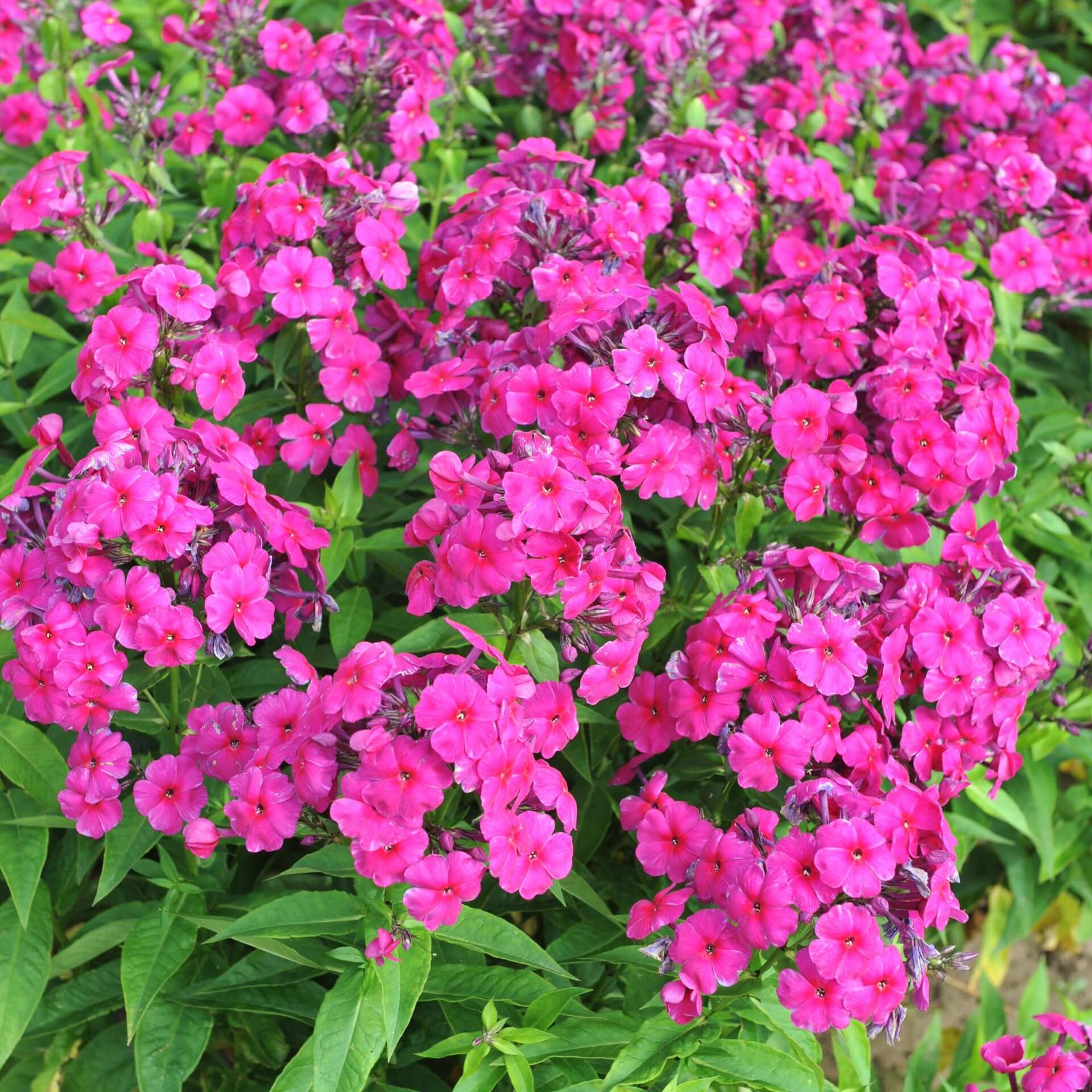 Hoher Stauden-Phlox 'Aida' (Phlox paniculata 'Aida')