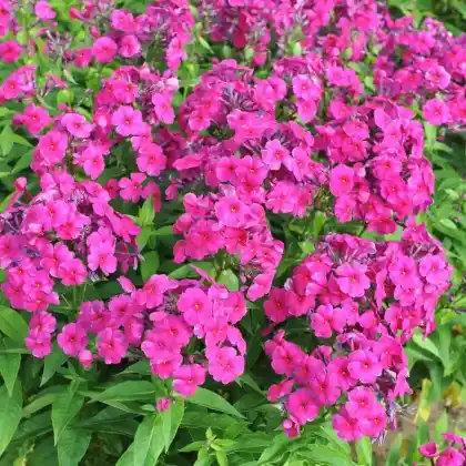 Foto von Hoher Stauden-Phlox 'Aida' (Phlox paniculata 'Aida')
