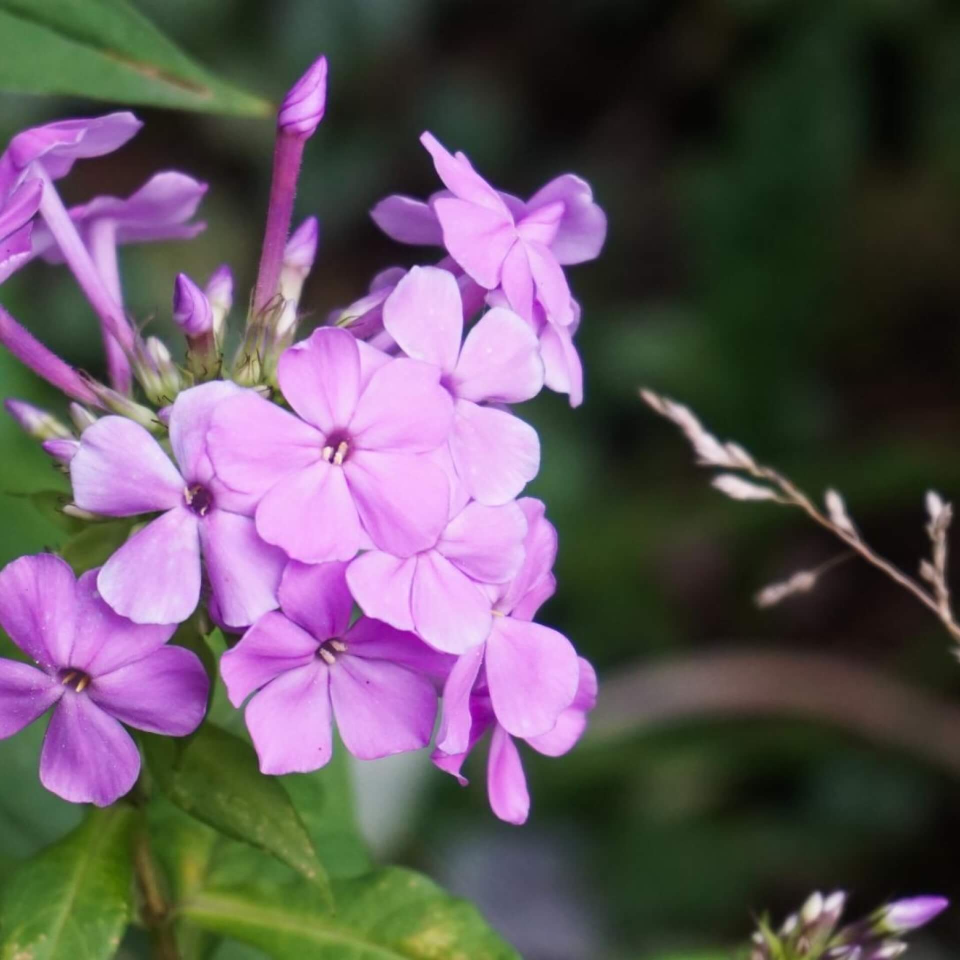 Hoher Stauden-Phlox 'Blue Boy' (Phlox paniculata 'Blue Boy')