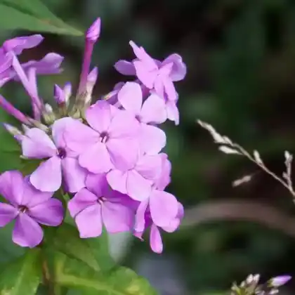 Foto von Hoher Stauden-Phlox 'Blue Boy' (Phlox paniculata 'Blue Boy')