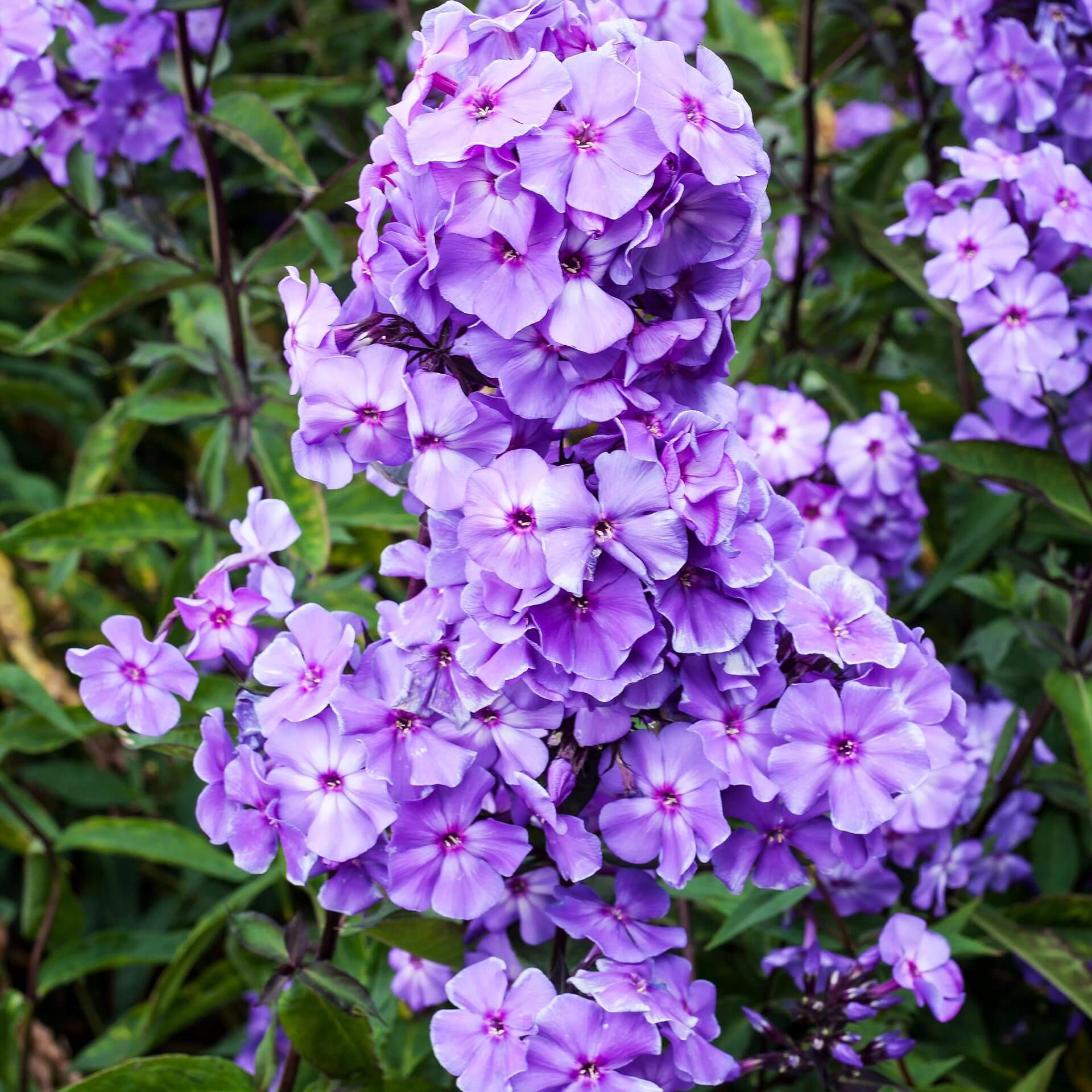 Hoher Stauden-Phlox 'Blue Paradise' (Phlox paniculata 'Blue Paradise')