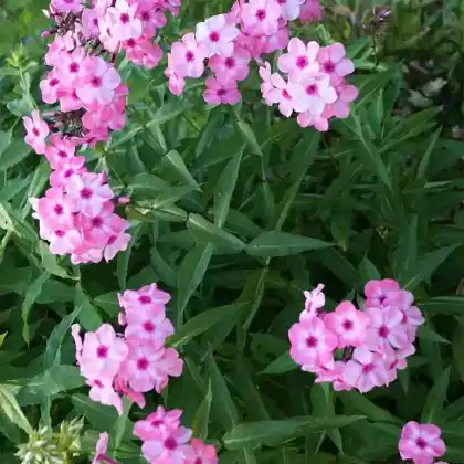 Foto von Hoher Stauden-Phlox 'Bright Eyes' (Phlox paniculata 'Bright Eyes')