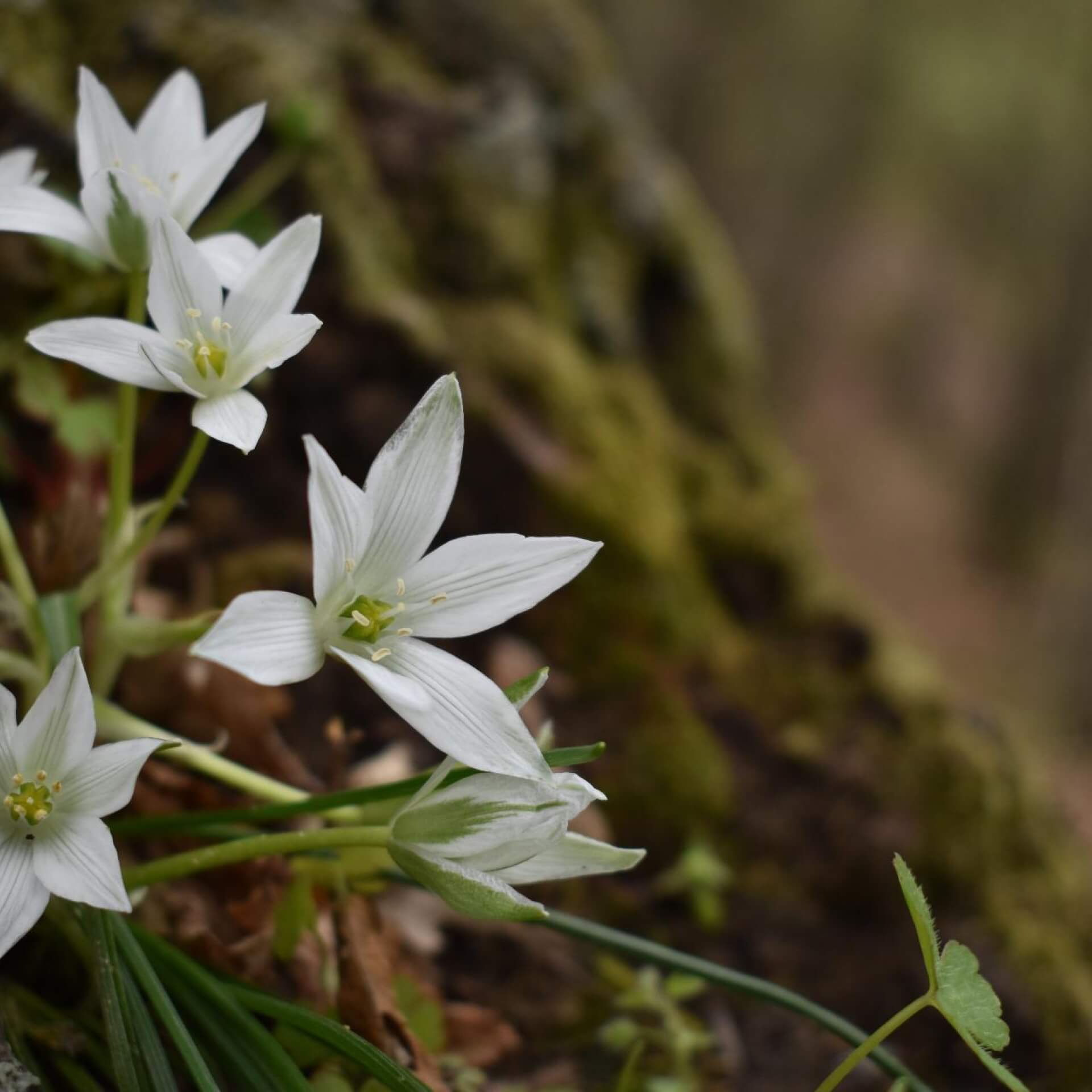 Ästige Graslilie (Anthericum ramosum)