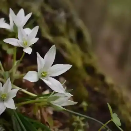 Foto von Ästige Graslilie (Anthericum ramosum)