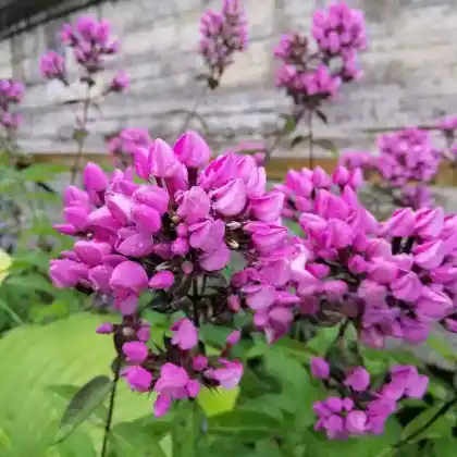 Foto von Hoher Stauden-Phlox 'Butonik' (Phlox paniculata 'Butonik')