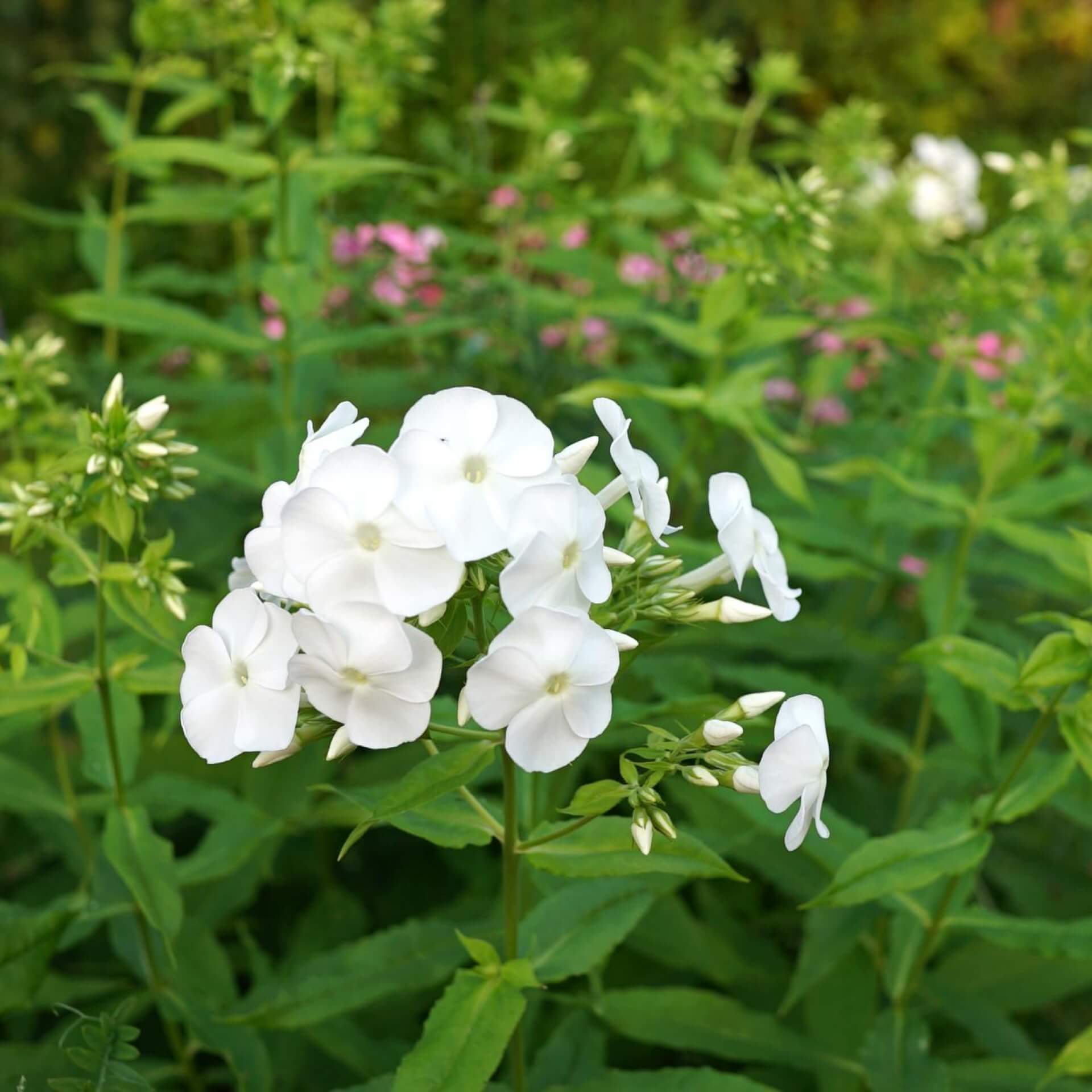 Hoher Stauden-Phlox 'David' (Phlox paniculata 'David')