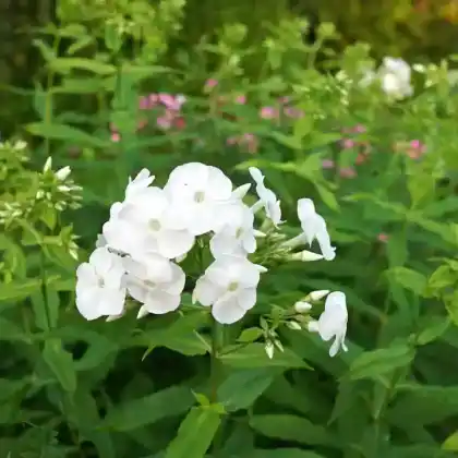 Foto von Hoher Stauden-Phlox 'David' (Phlox paniculata 'David')