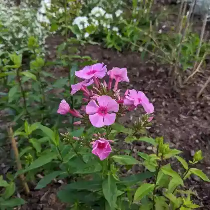 Foto von Hoher Stauden-Phlox 'Dorffreude' (Phlox paniculata 'Dorffreude')
