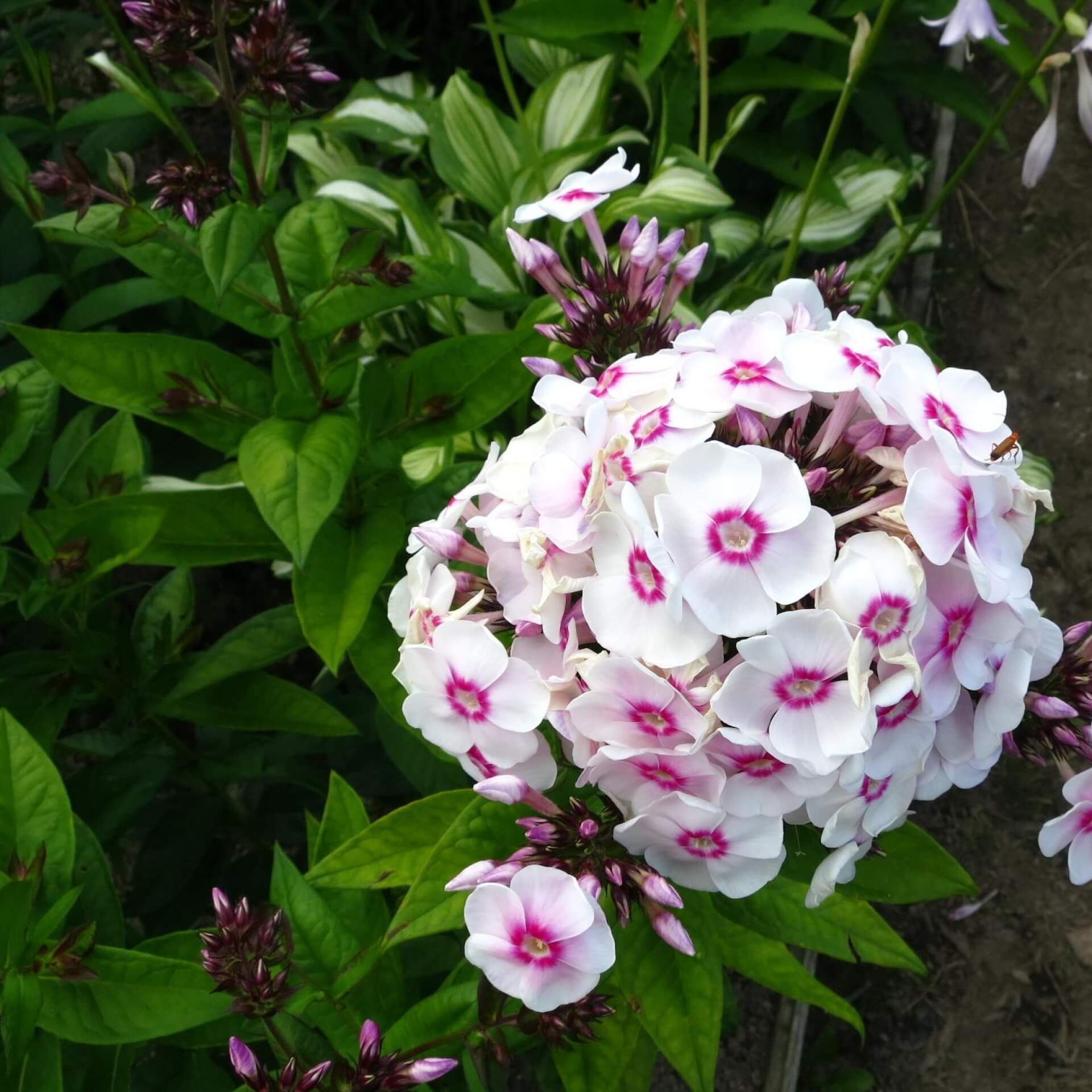 Phlox paniculata 'Europa' (Phlox paniculata 'Europa')