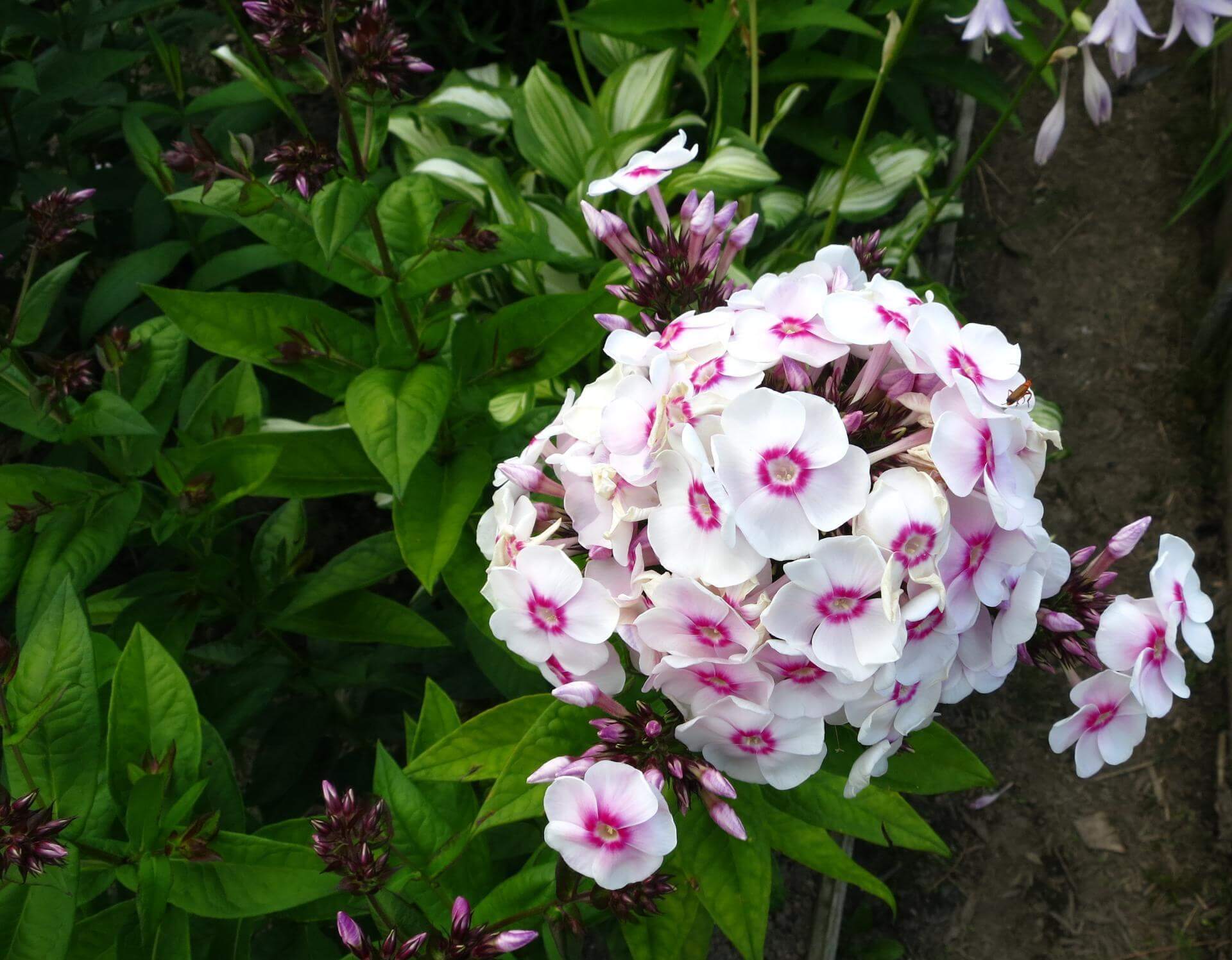 Phlox paniculata 'Europa' / Phlox paniculata 'Europa'
