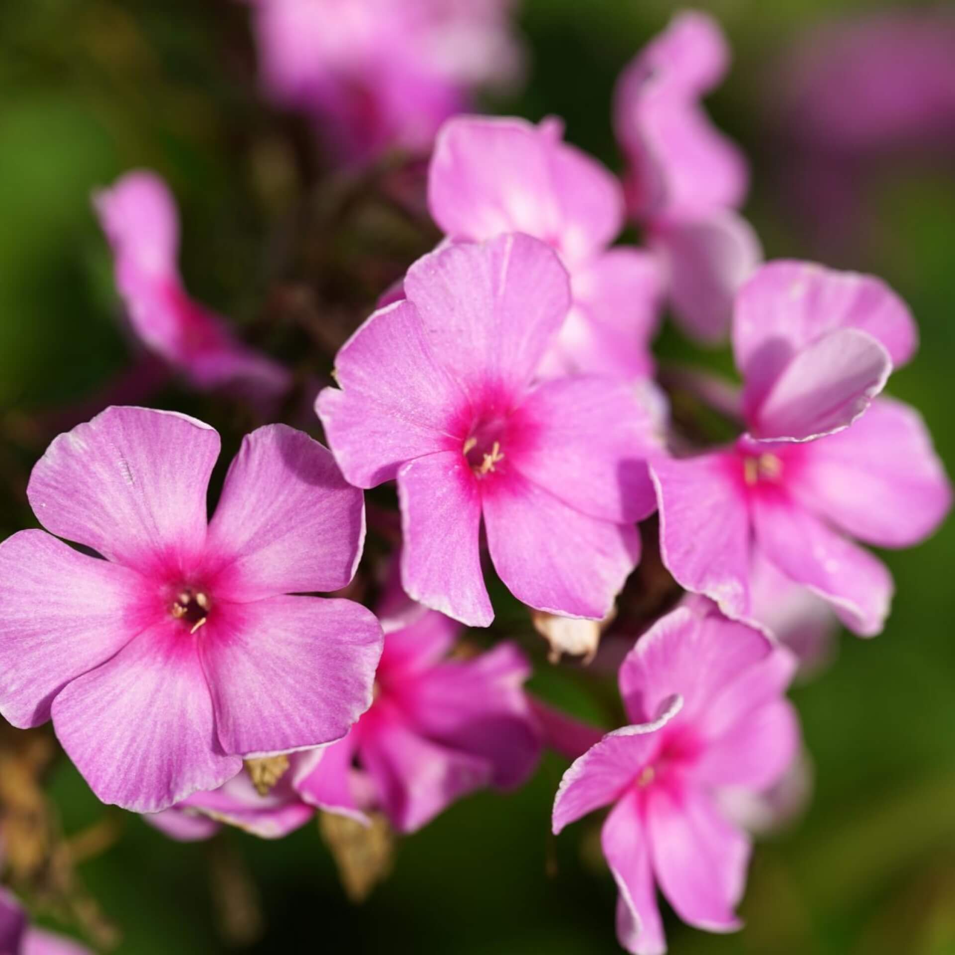 Hoher Stauden-Phlox 'Flamingo' (Phlox paniculata 'Flamingo')