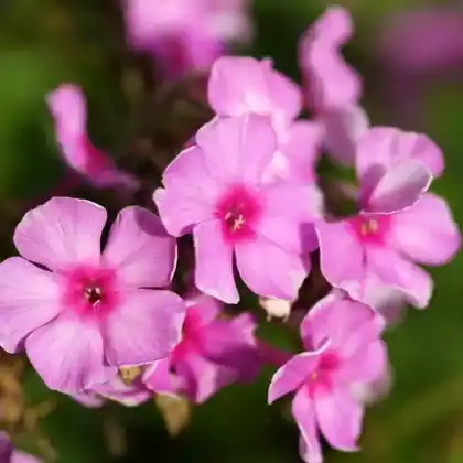 Foto von Hoher Stauden-Phlox 'Flamingo' (Phlox paniculata 'Flamingo')