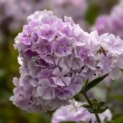 Foto von Hoher Stauden-Phlox 'Franz Schubert' (Phlox paniculata 'Franz Schubert')