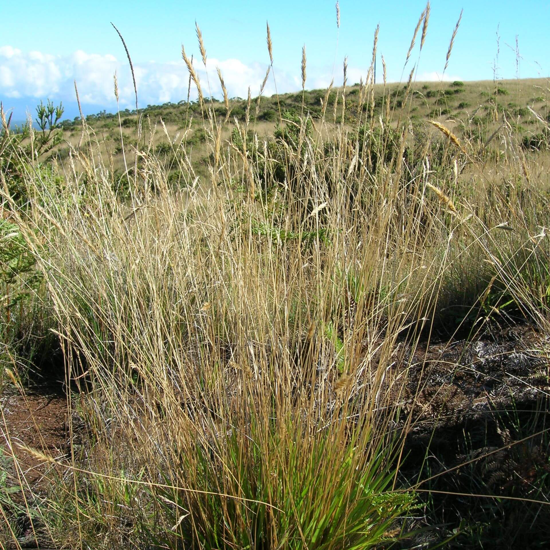 Gewöhnliches Ruchgras (Anthoxanthum odoratum)