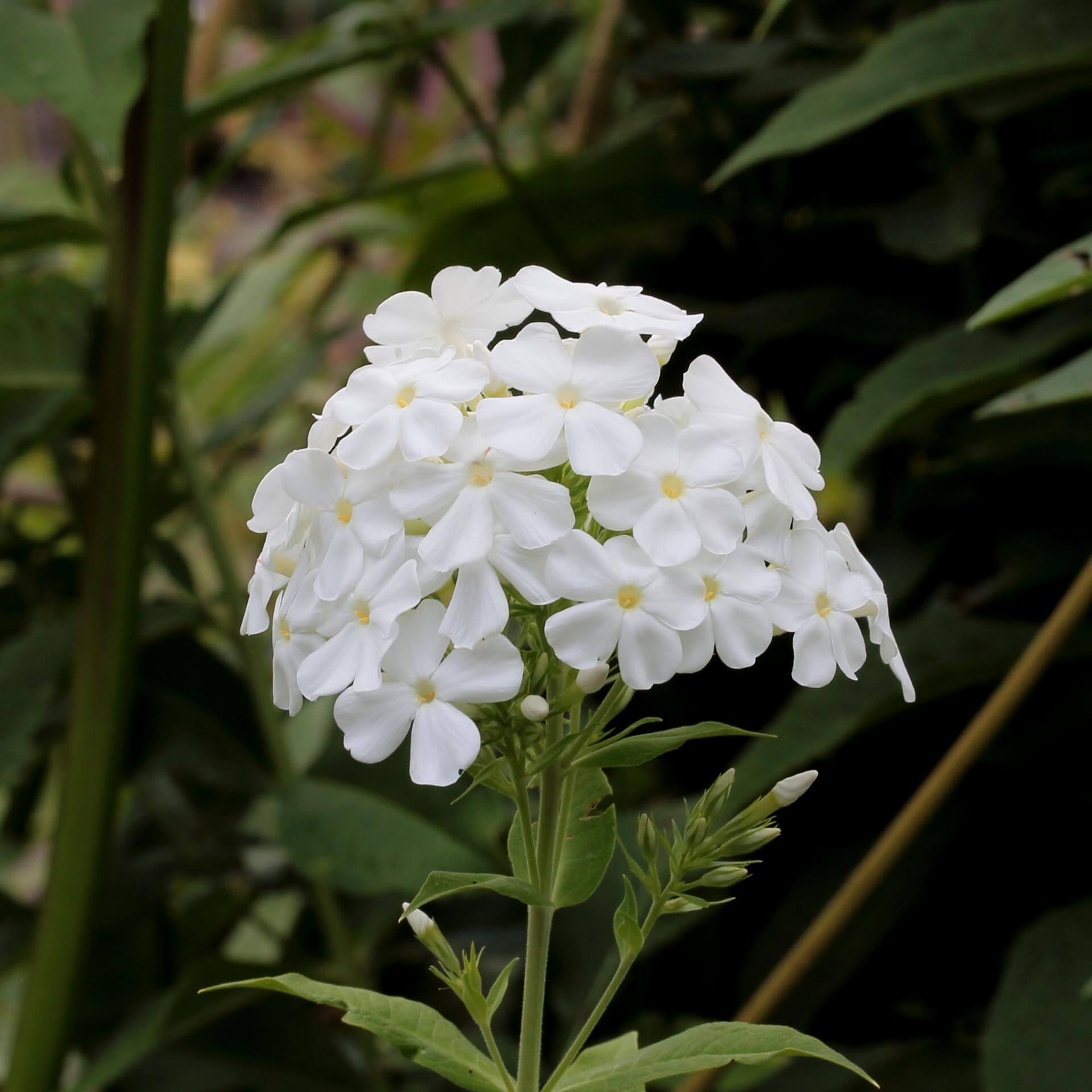 Hoher Stauden-Phlox 'Fujiyama' (Phlox paniculata 'Fujiyama')