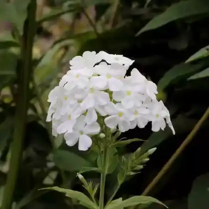 Foto von Hoher Stauden-Phlox 'Fujiyama' (Phlox paniculata 'Fujiyama')