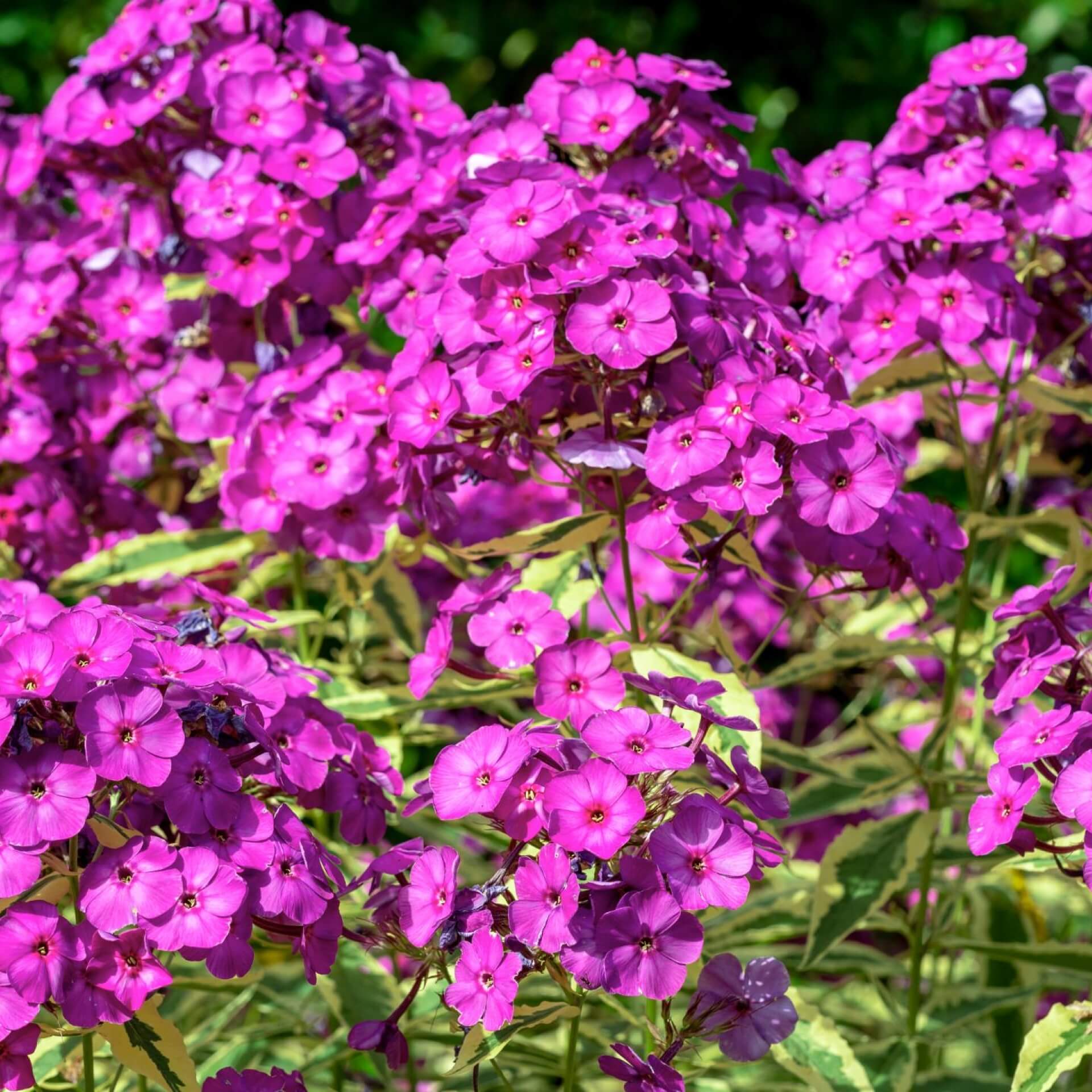 Hoher Stauden-Phlox 'Harlekin' (Phlox paniculata 'Harlekin')