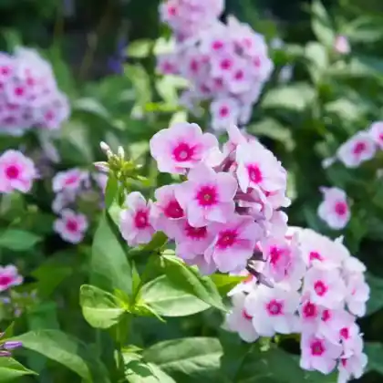 Foto von Hoher Stauden-Phlox 'Herbstwalzer' (Phlox paniculata 'Herbstwalzer')
