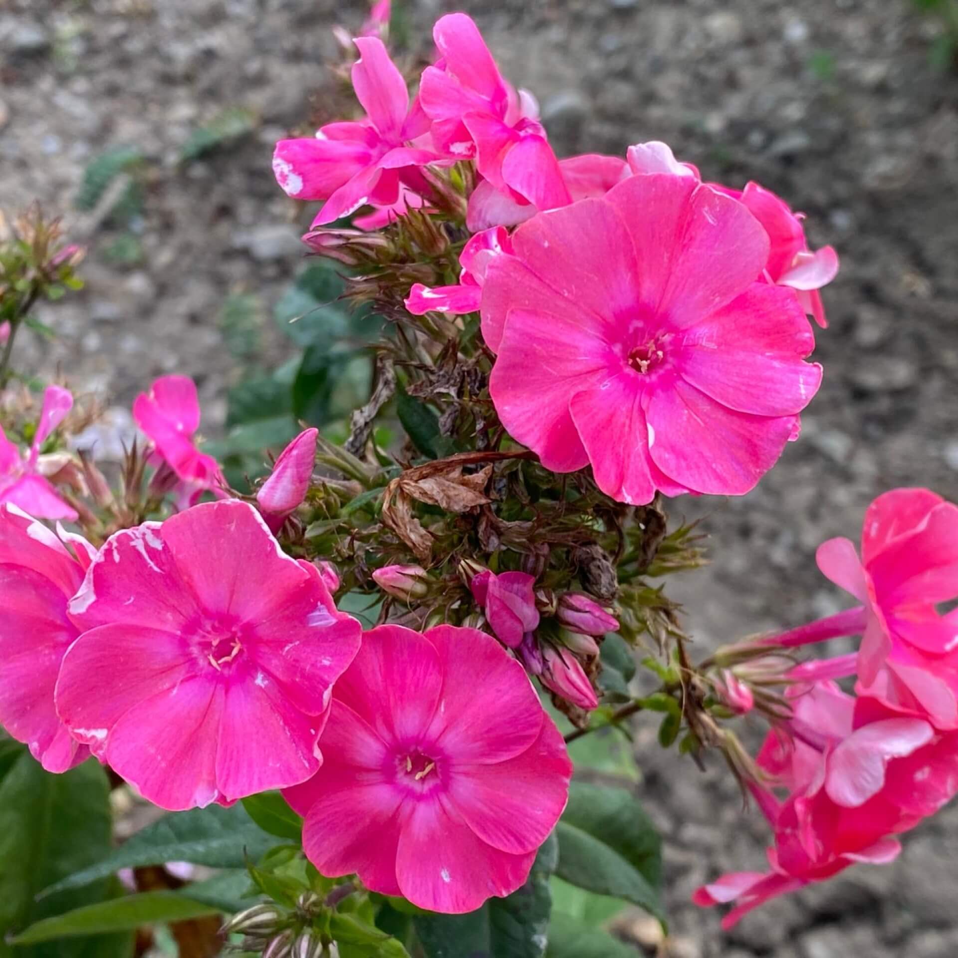 Hoher Stauden-Phlox 'Jules Sandeau' (Phlox paniculata 'Jules Sandeau')