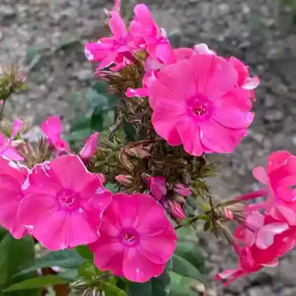 Foto von Hoher Stauden-Phlox 'Jules Sandeau' (Phlox paniculata 'Jules Sandeau')