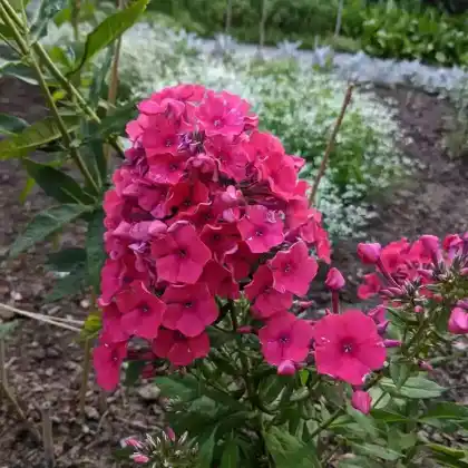Foto von Hoher Stauden-Phlox 'Juliglut' (Phlox paniculata 'Juliglut')