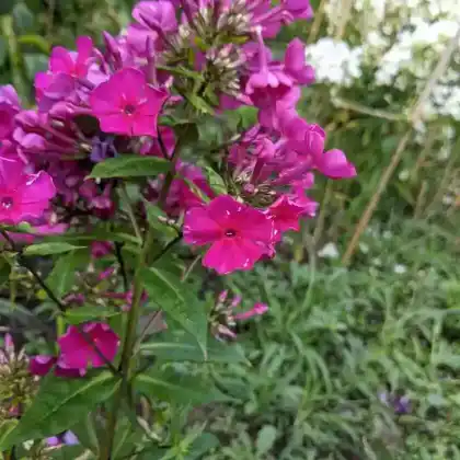 Foto von Hoher Stauden-Phlox 'Kirchenfürst' (Phlox paniculata 'Kirchenfürst')