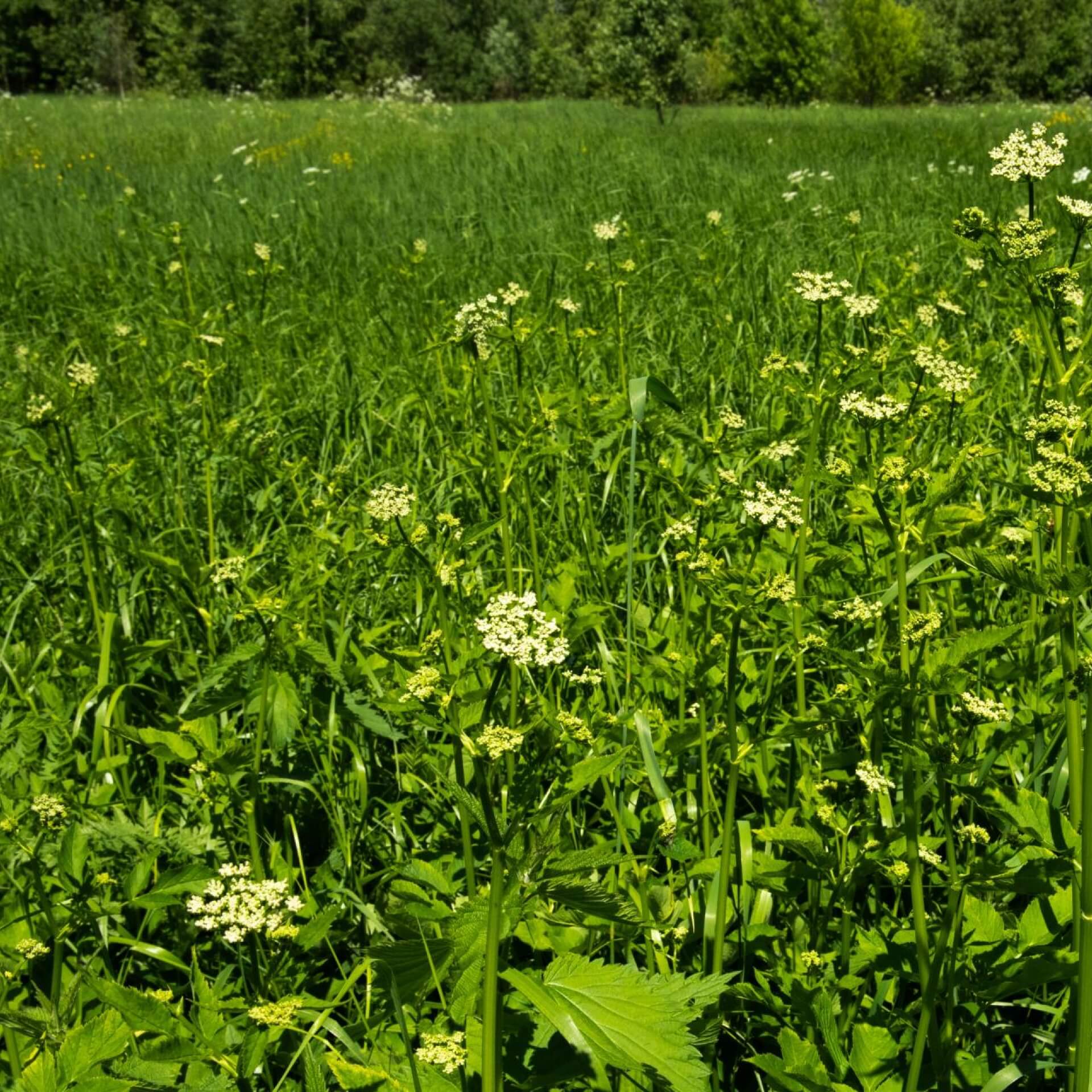 Echter Kerbel (Anthriscus cerefolium)