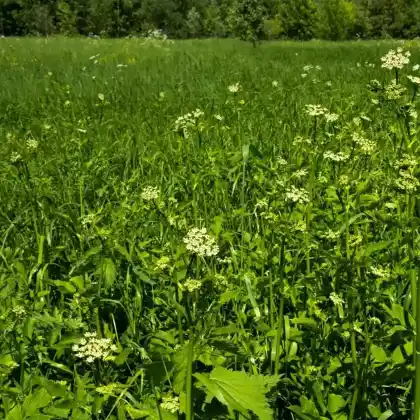 Foto von Echter Kerbel (Anthriscus cerefolium)
