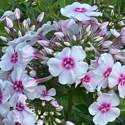 Foto von Hoher Stauden-Phlox 'Kirmesländler' (Phlox paniculata 'Kirmesländler')