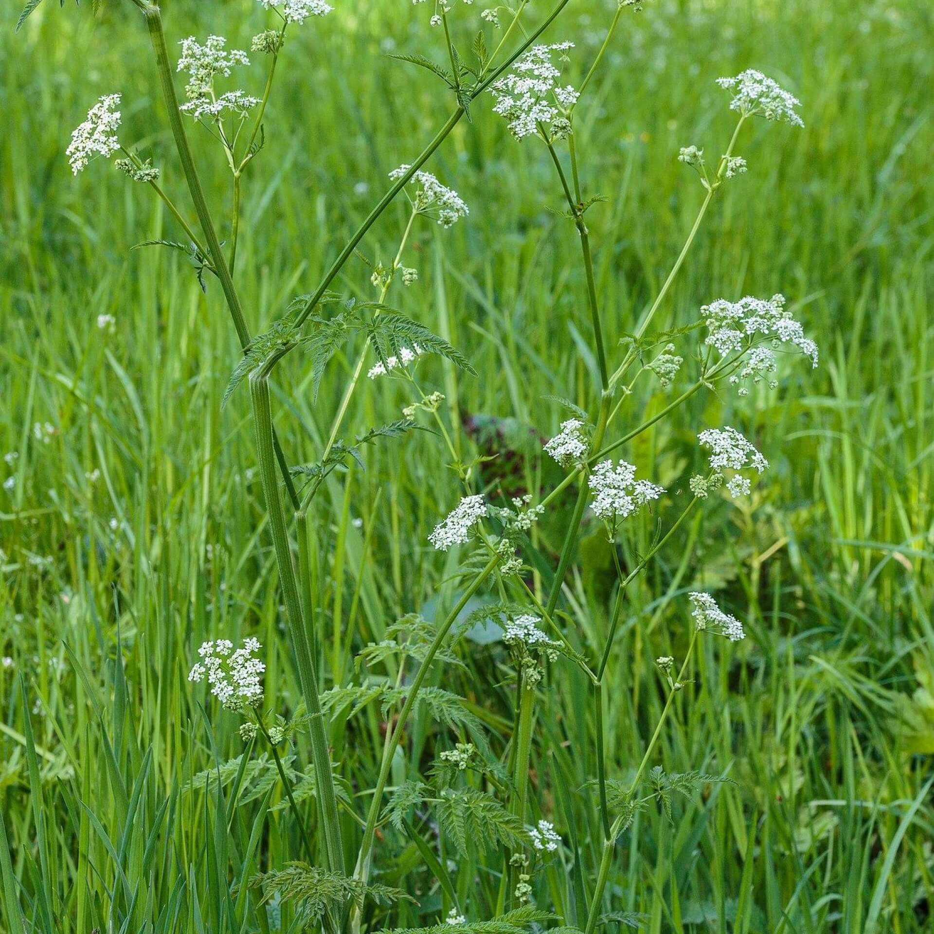 Wiesen-Kerbel (Anthriscus sylvestris)