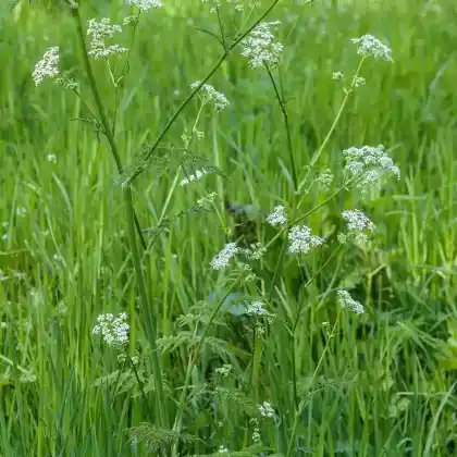 Foto von Wiesen-Kerbel (Anthriscus sylvestris)