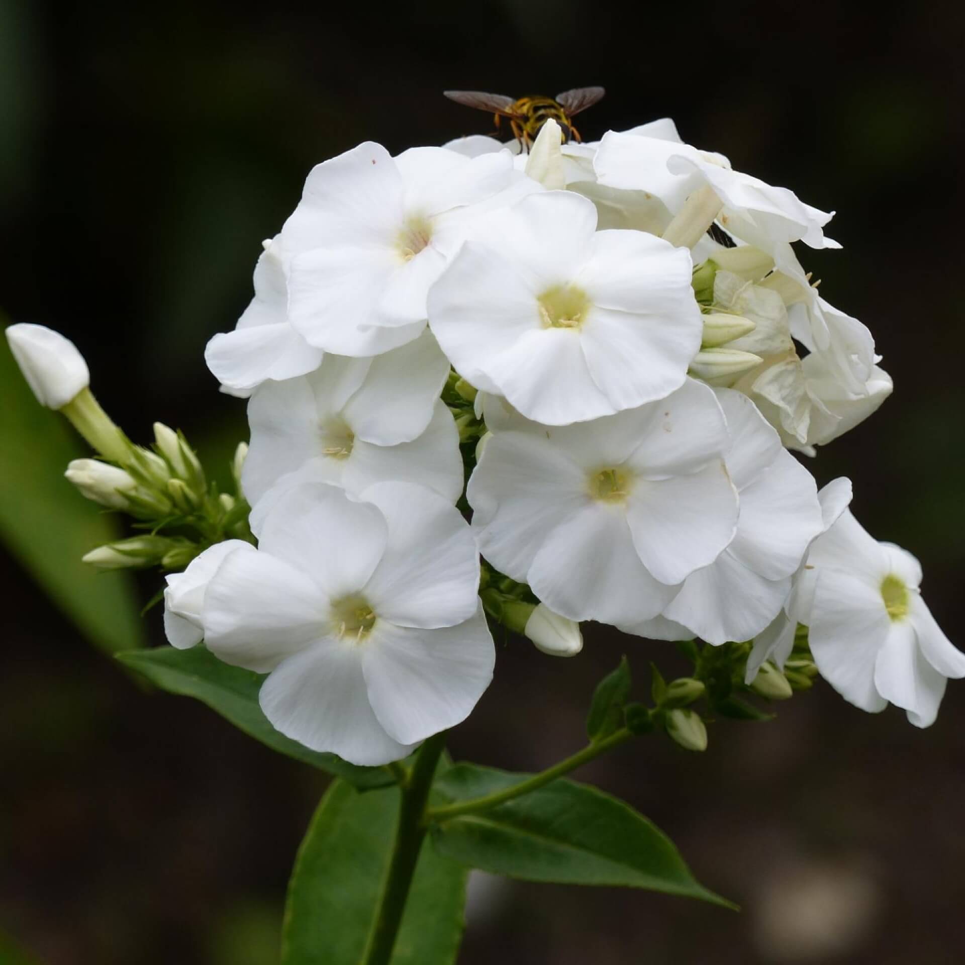 Hoher Stauden-Phlox 'Monte Cristallo' (Phlox paniculata 'Monte Cristallo')