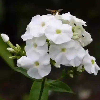 Foto von Hoher Stauden-Phlox 'Monte Cristallo' (Phlox paniculata 'Monte Cristallo')