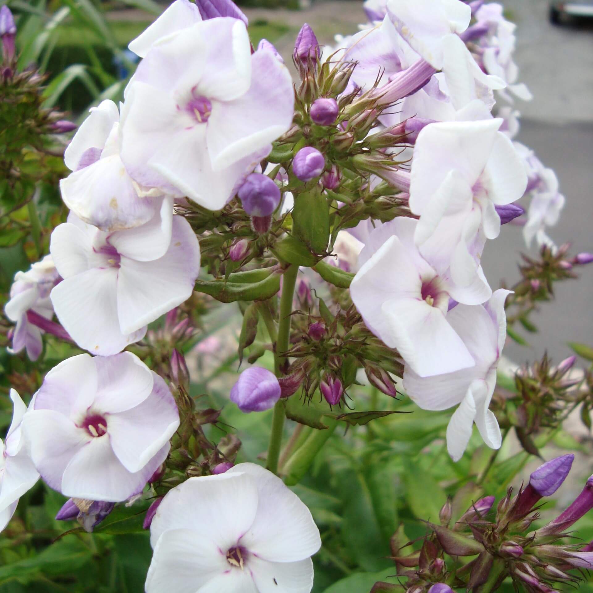 Hoher Stauden-Phlox 'Pallas Athene' (Phlox paniculata 'Pallas Athene')