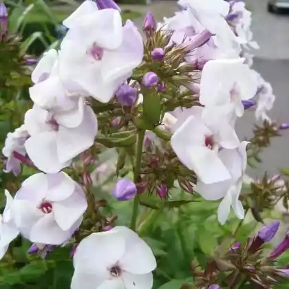 Foto von Hoher Stauden-Phlox 'Pallas Athene' (Phlox paniculata 'Pallas Athene')