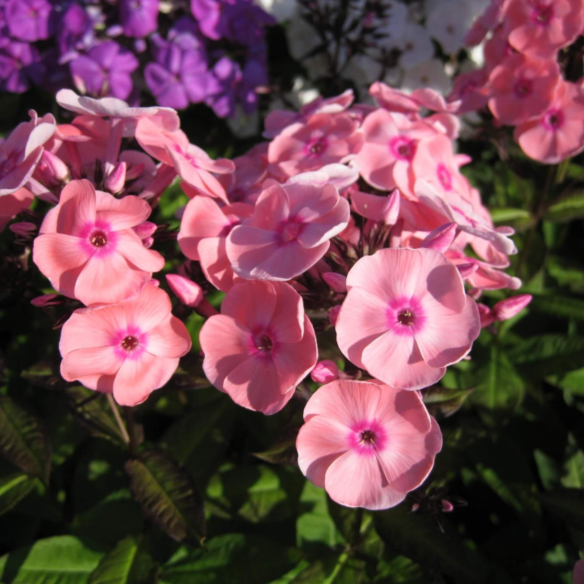 Hoher Stauden-Phlox 'Pastorale' (Phlox paniculata 'Pastorale')