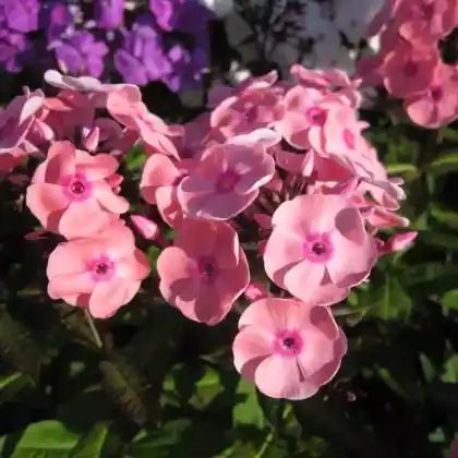 Foto von Hoher Stauden-Phlox 'Pastorale' (Phlox paniculata 'Pastorale')