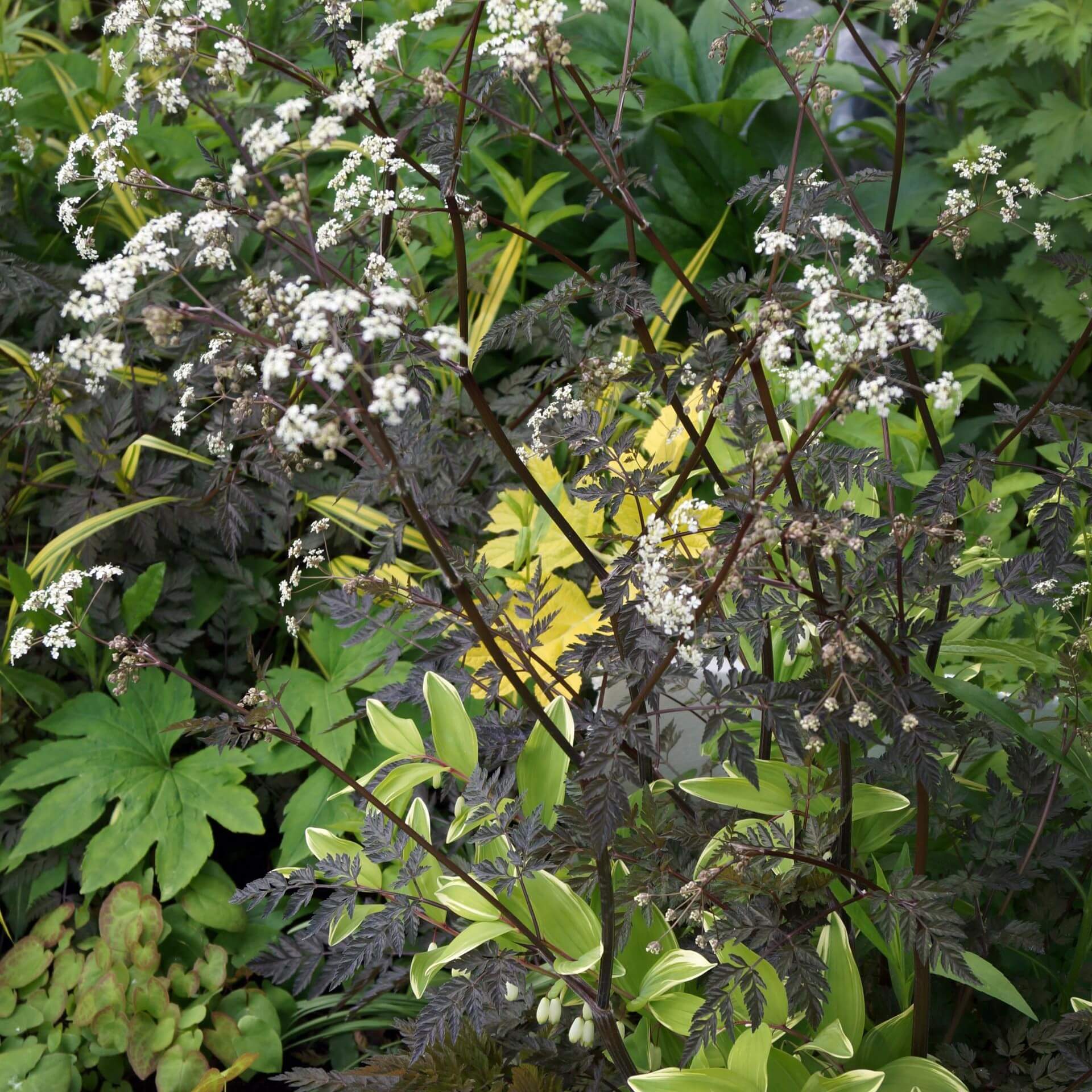 Purpur-Wiesen-Kerbel 'Ravenswing' (Anthriscus sylvestris 'Ravenswing')