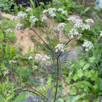 Foto von Purpur-Wiesen-Kerbel 'Ravenswing' (Anthriscus sylvestris 'Ravenswing')