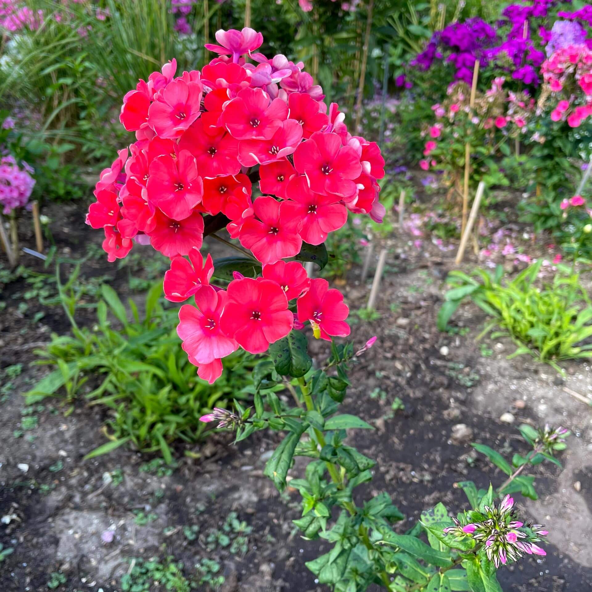 Hoher Stauden-Phlox 'Redivivus' (Phlox paniculata 'Redivivus')